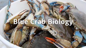 Click to watch the Blue Crab Biology video.
