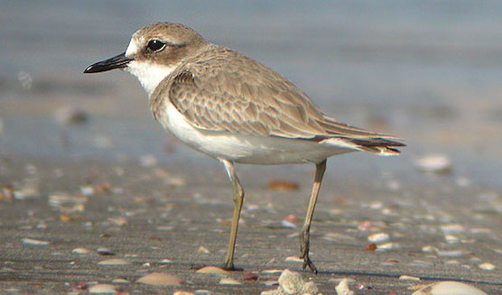 A small plover bird standing on the beach.