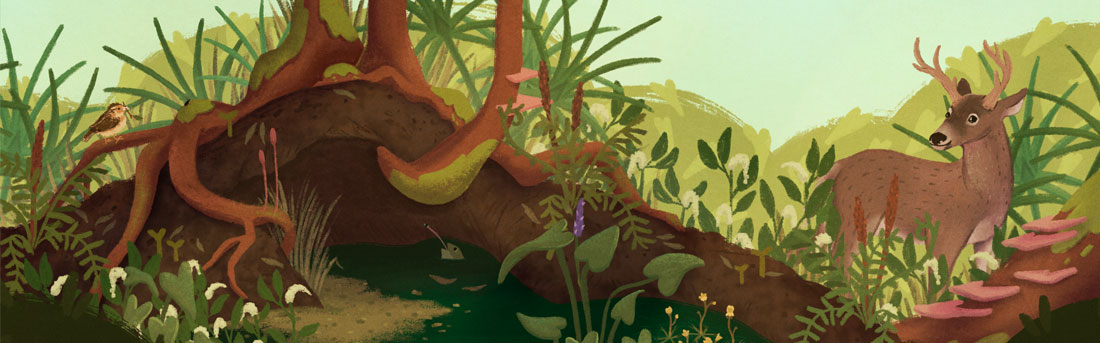 wetland illustration showing vegetation and animals in a freshwater wetland