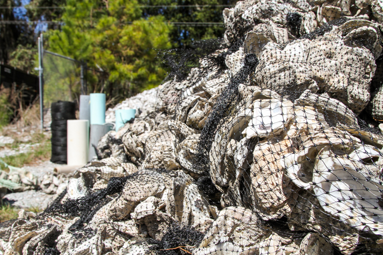 close-up image of oyster shells in netted bags