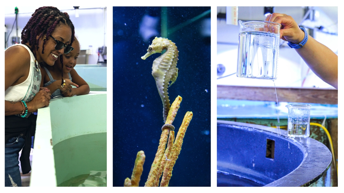 scenes of the back side of an aquarium