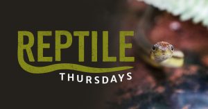 an image of a small snake with text reading Reptile Thursdays