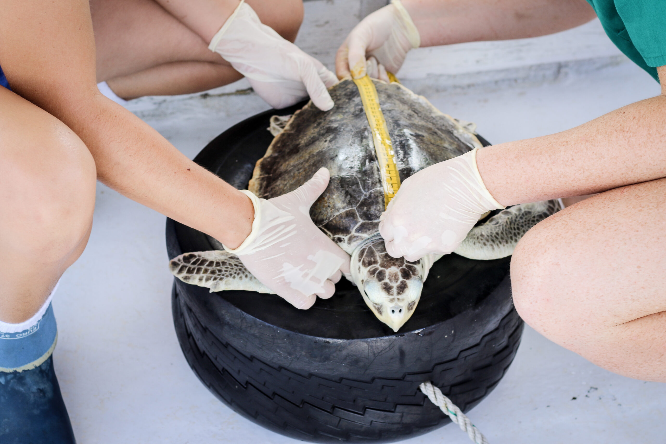 a sea turtle is measured by a measuring tape