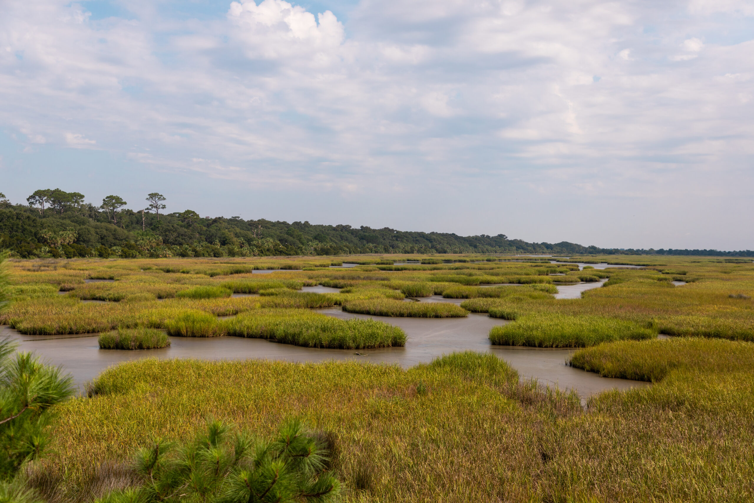 salt marsh