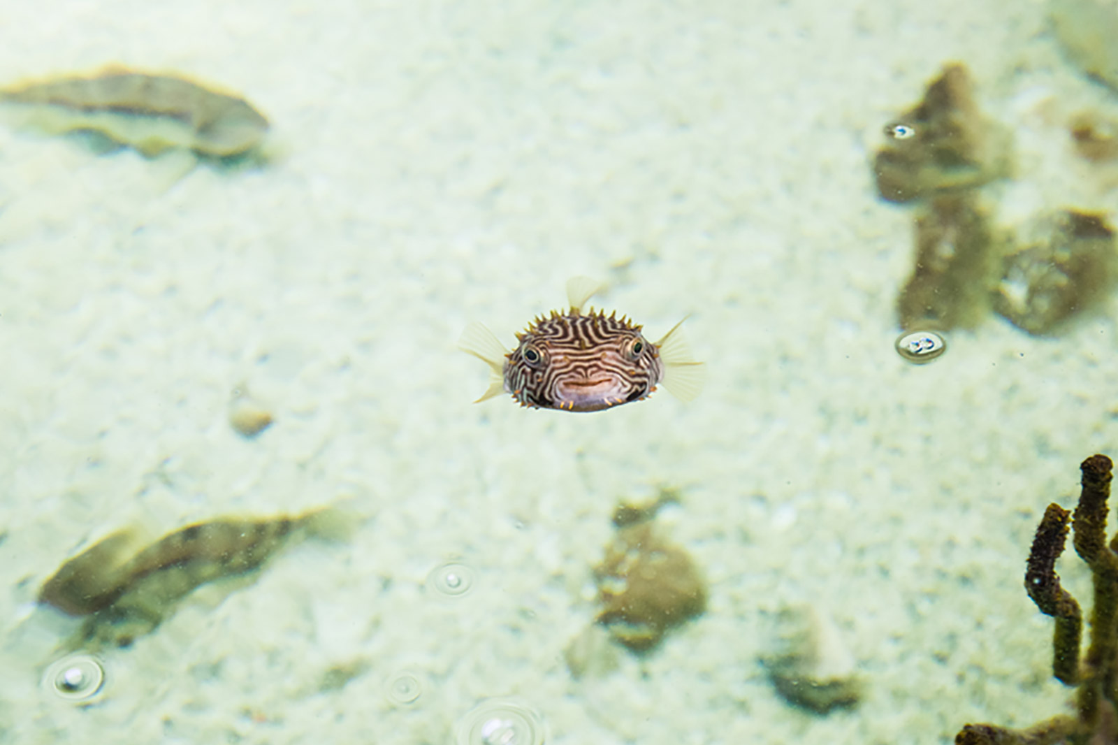 a small pufferfish hovering over a sandy bottom