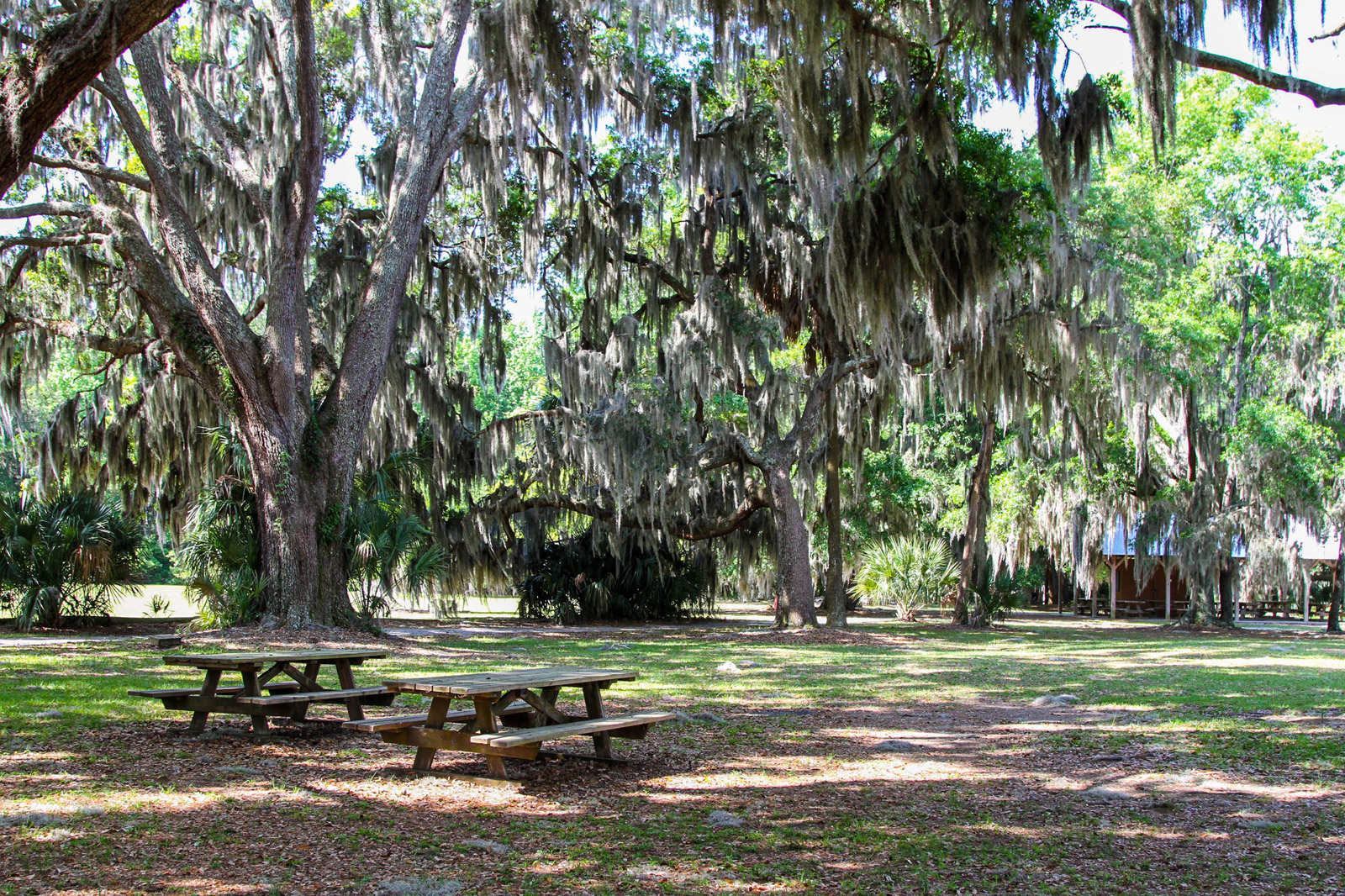 Two wooden picnic tables sit in a shaded, grassy area beneath large live oak trees heavily draped with Spanish moss.