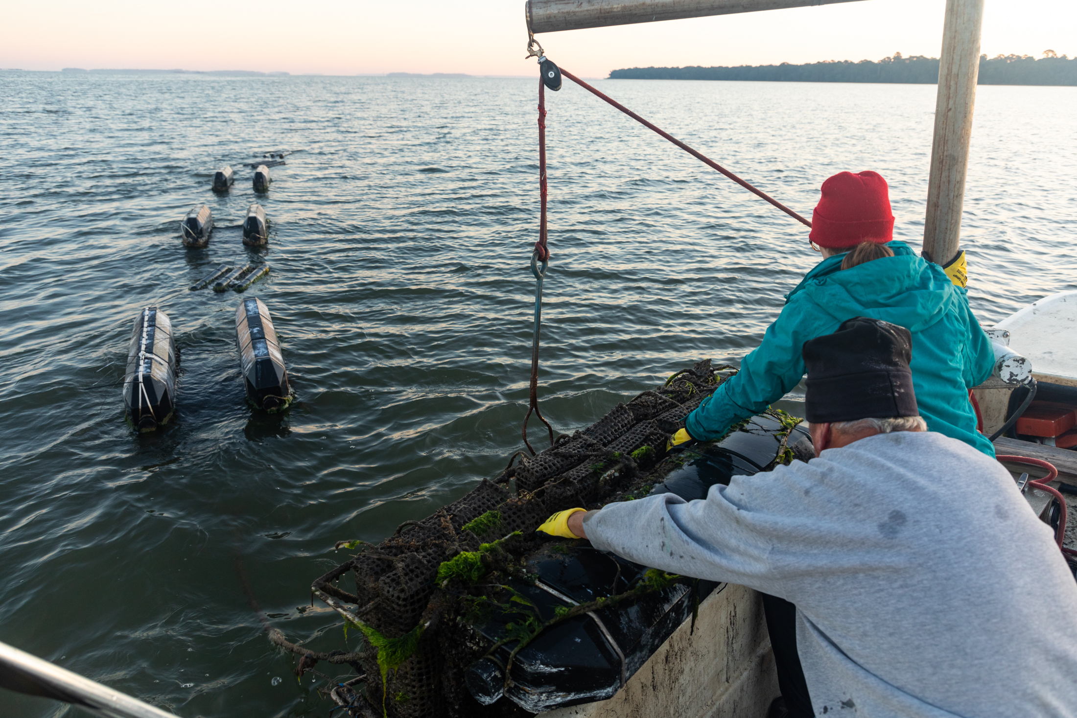 Shellfish Sampling Research informs rule change allowing summer oyster harvest in Georgia ...
