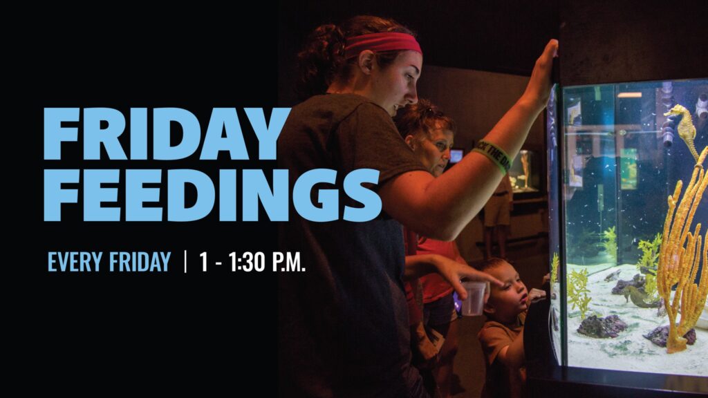 image of people looking in a fish tank with words overlayed reading Friday Feedings Every Friday 1 - 1:30 p.m.