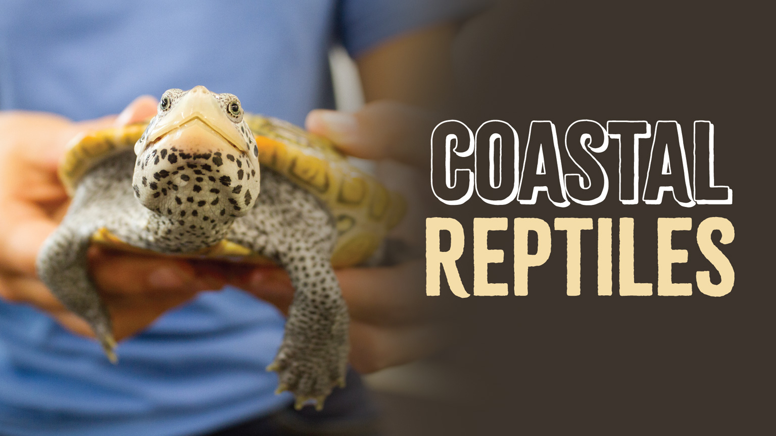 Coastal Reptiles