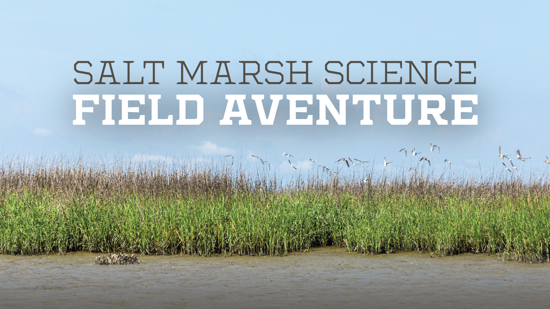 Salt Marsh Program