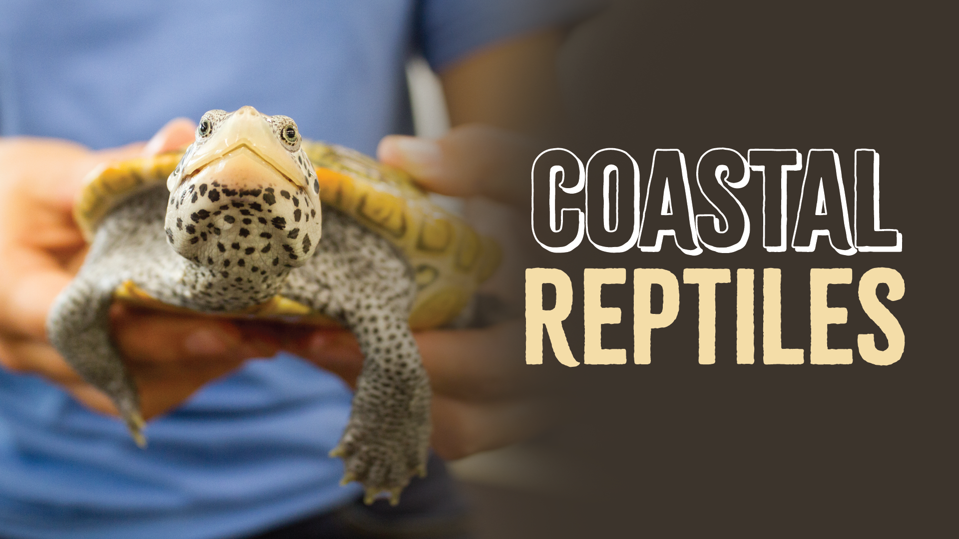 coastal reptiles