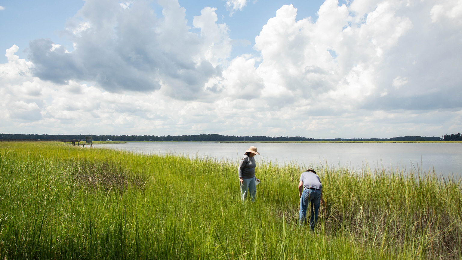 Salt Marsh