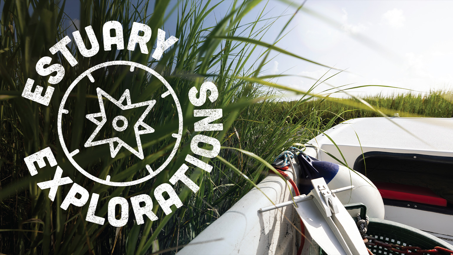 estuary explorations