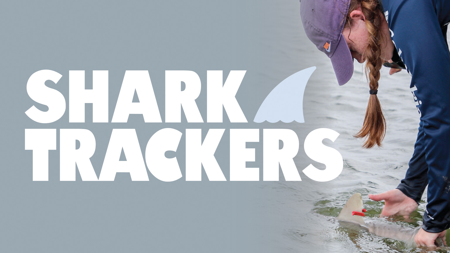 Shark trackers
