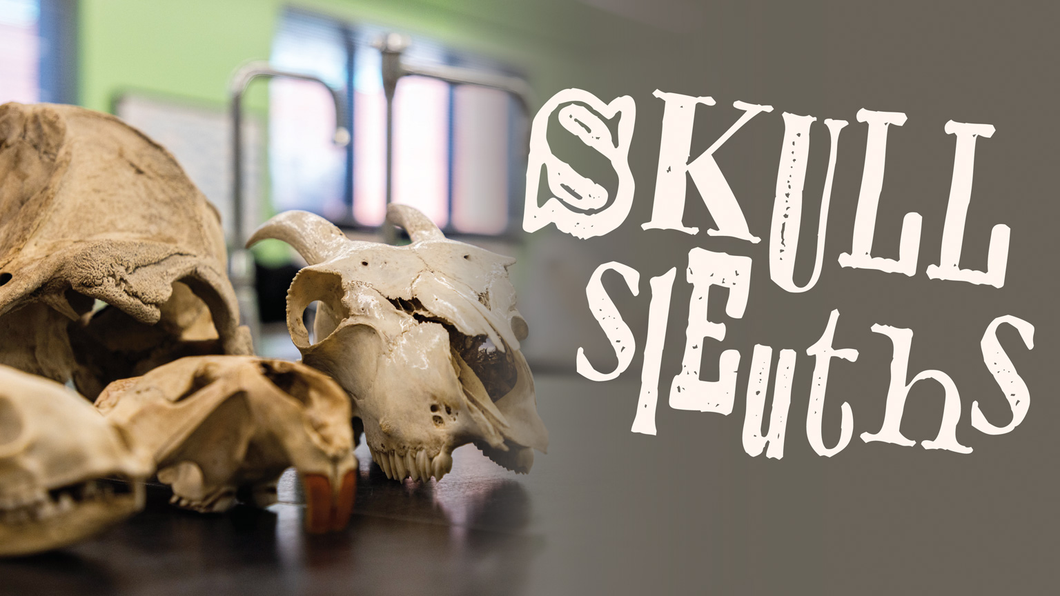 Skull