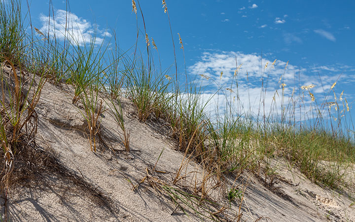 beach sand dune with grasses