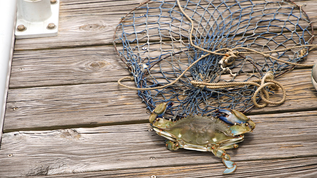 blue crab