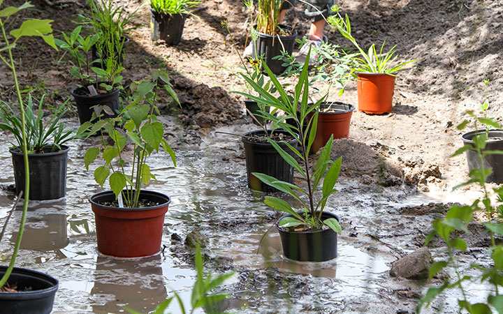 potted plants sit in a wet muddy area waiting to be planted