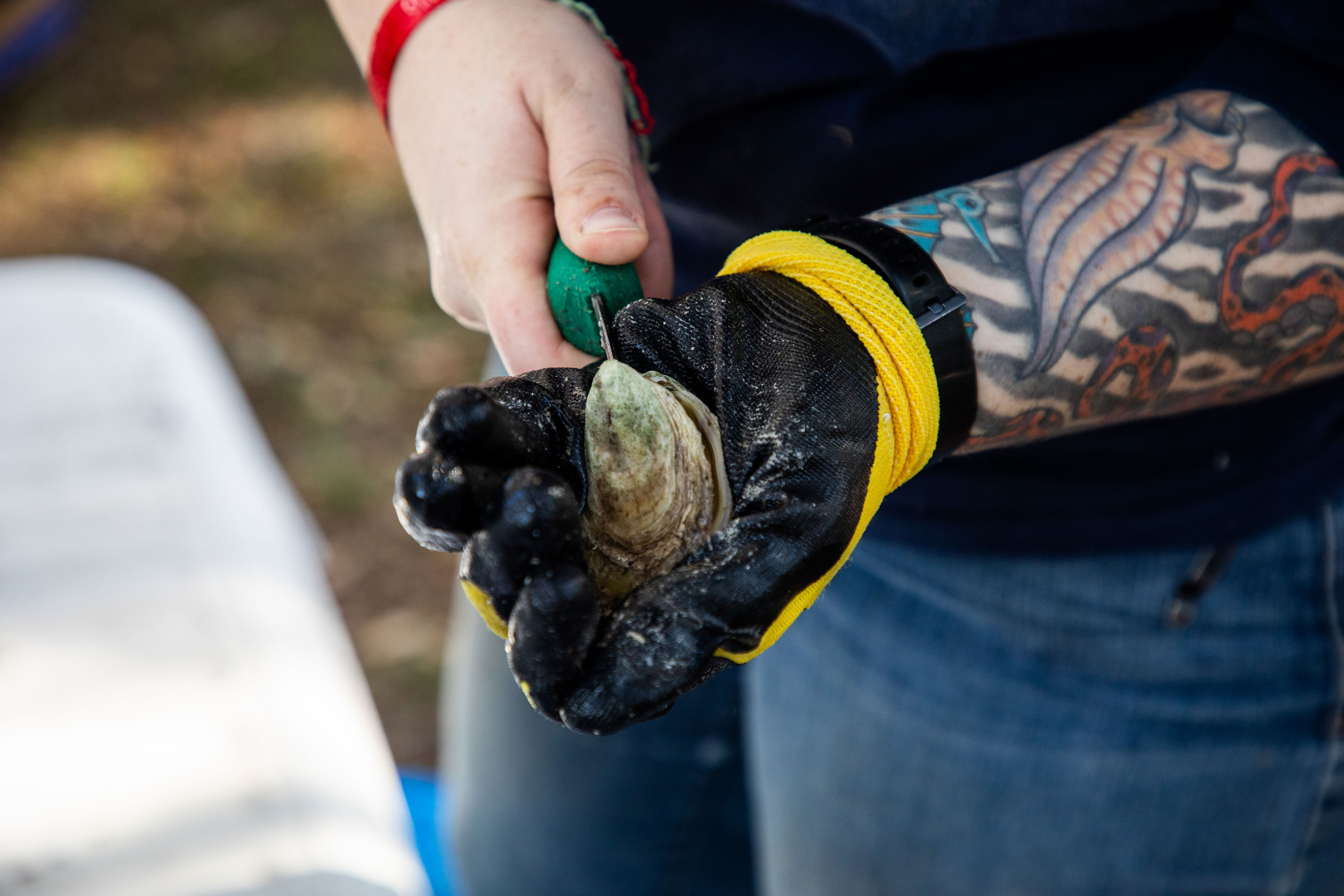 close-up of hands shucking an oyster