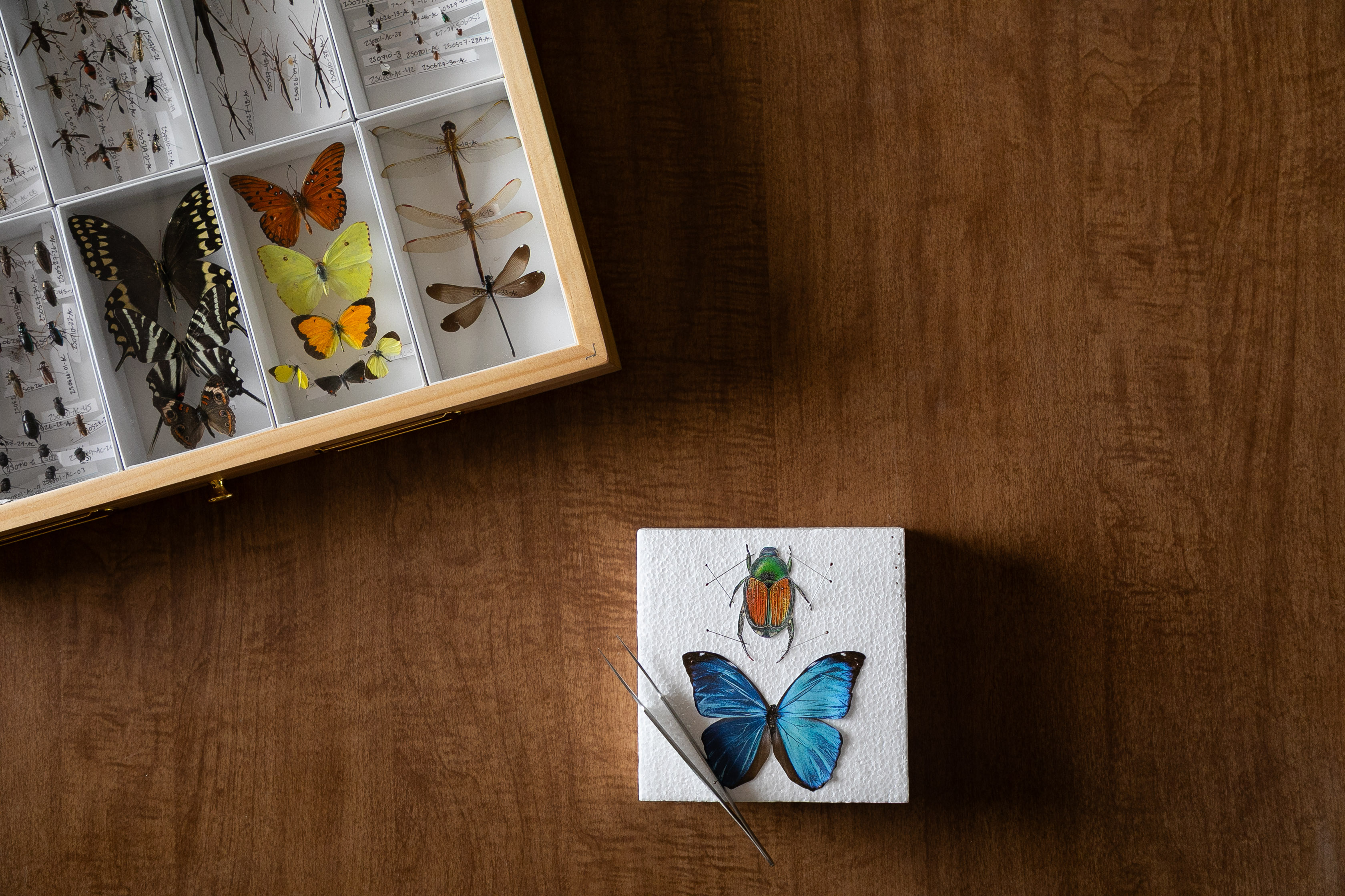 insect pinning