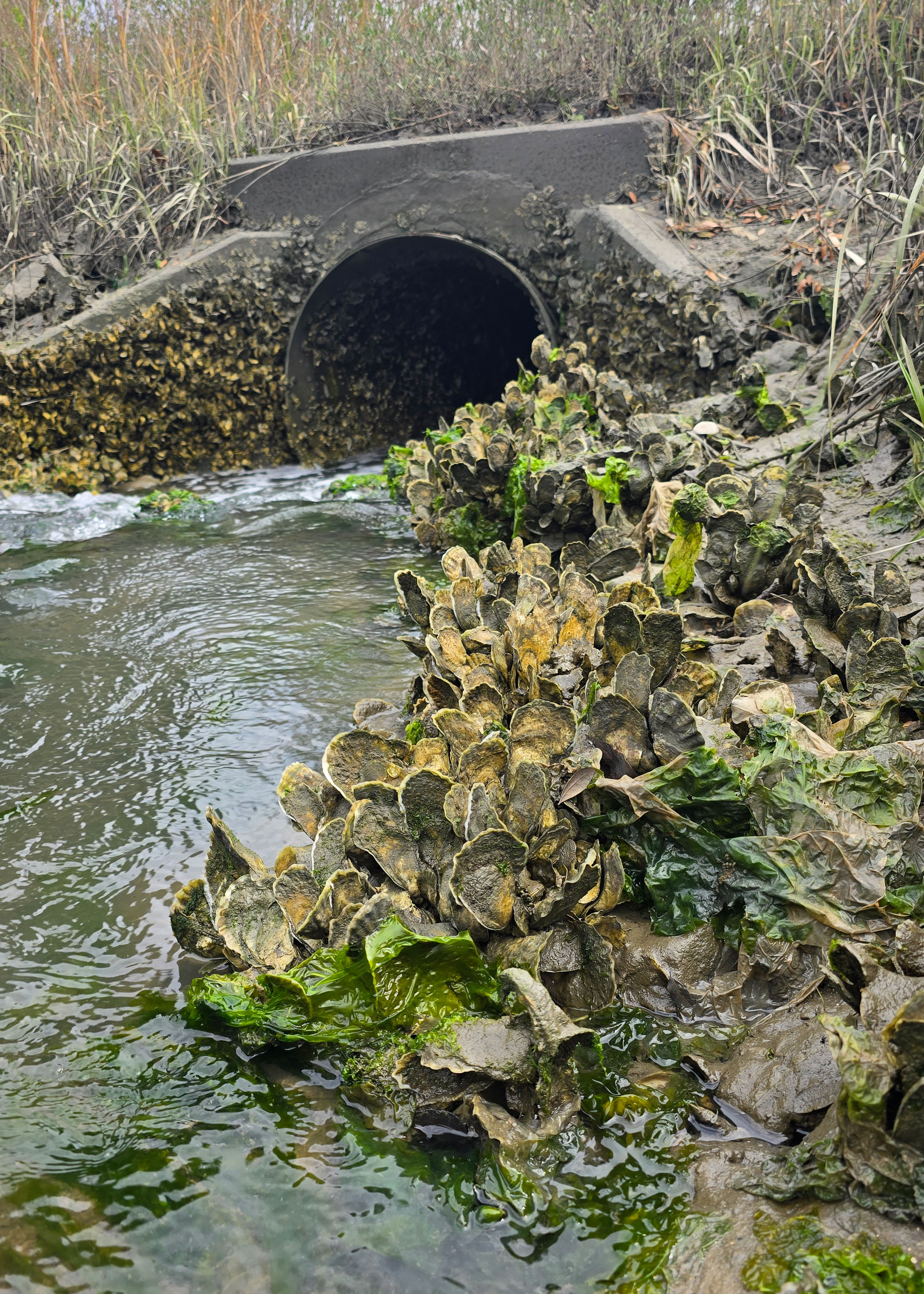 wild oysters cluster on a creek bed