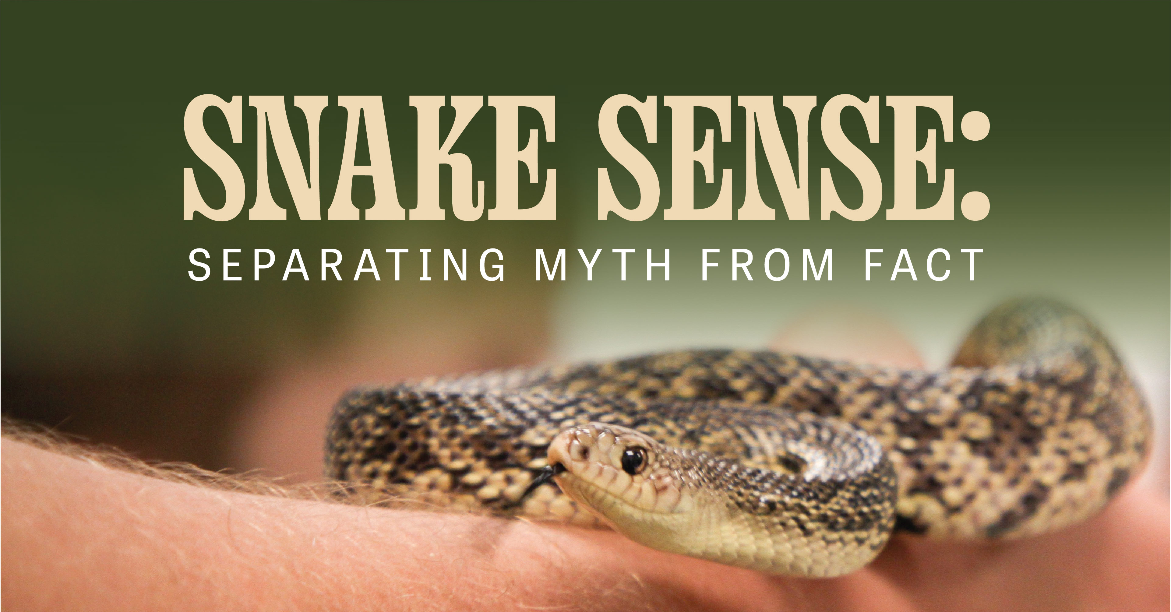 snake sense: separating myth from fact