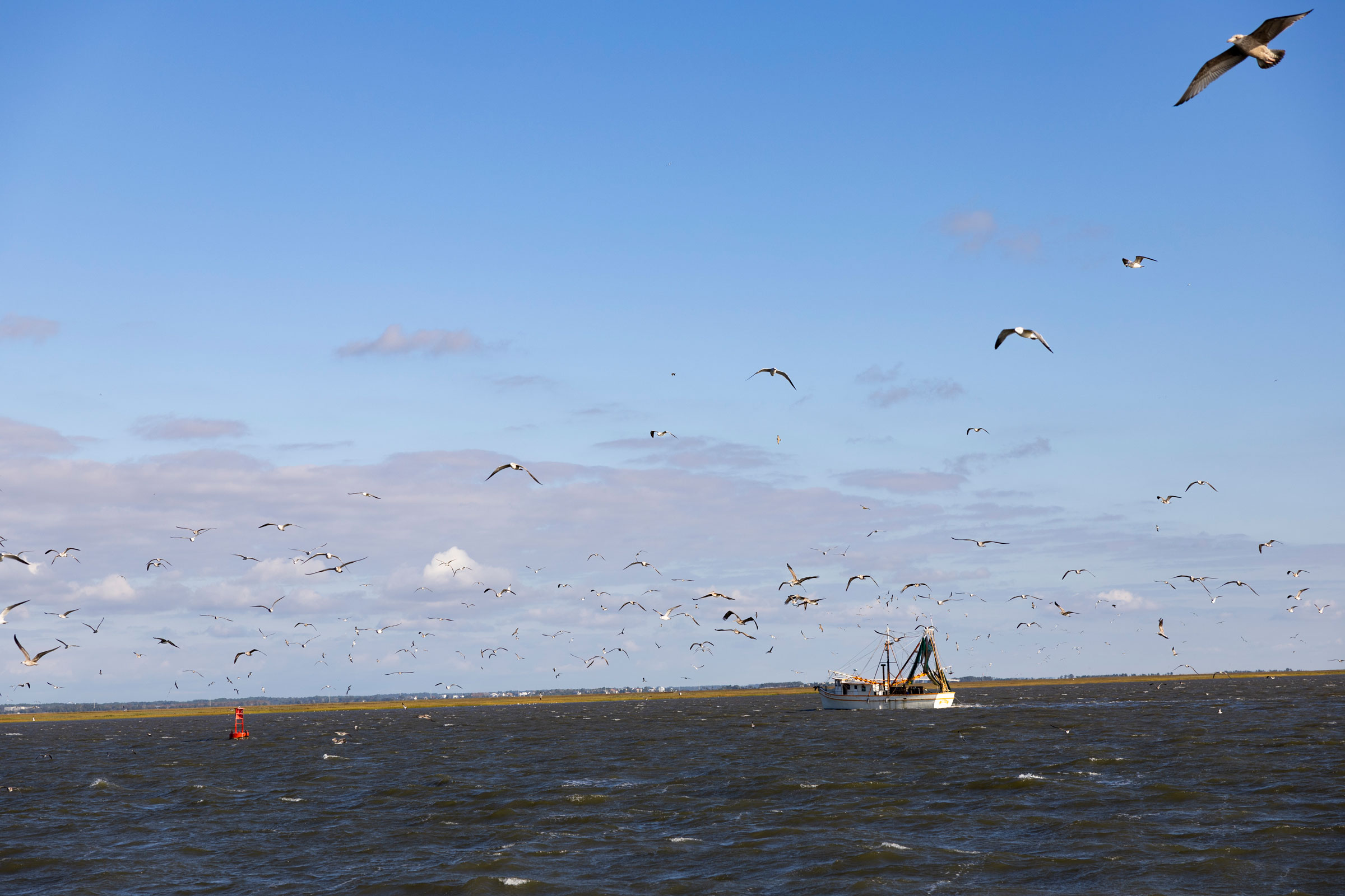 a commercial fishing boat on the ocean with seagulls flying in the foreground
