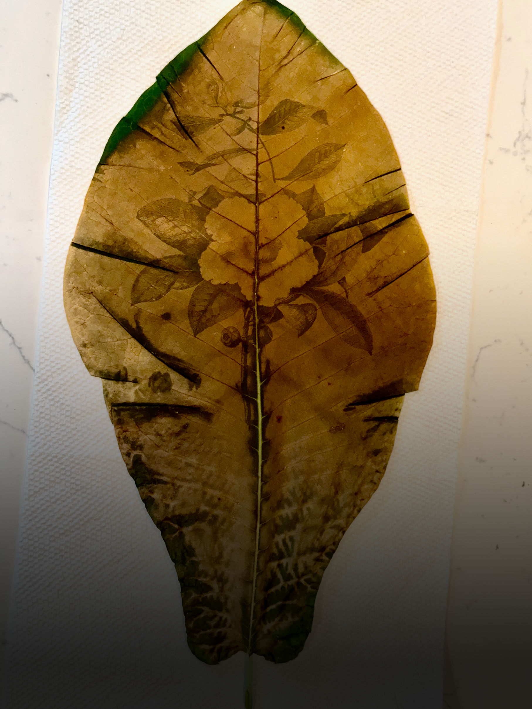 an image on a sepia toned leaf