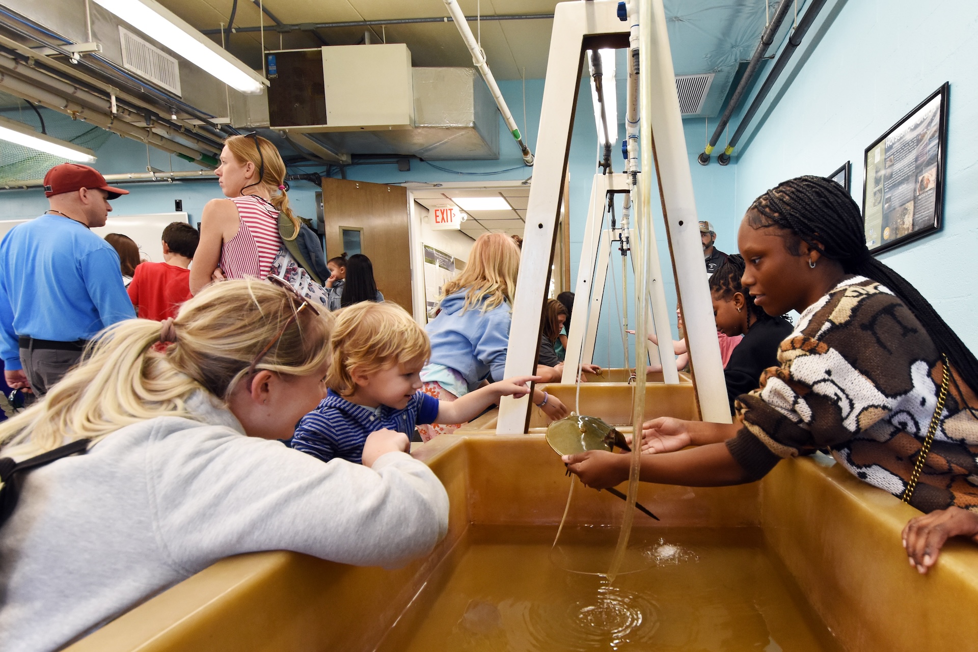 individuals sit on either side of a large tank looking at and holding a horseshoe crab. 