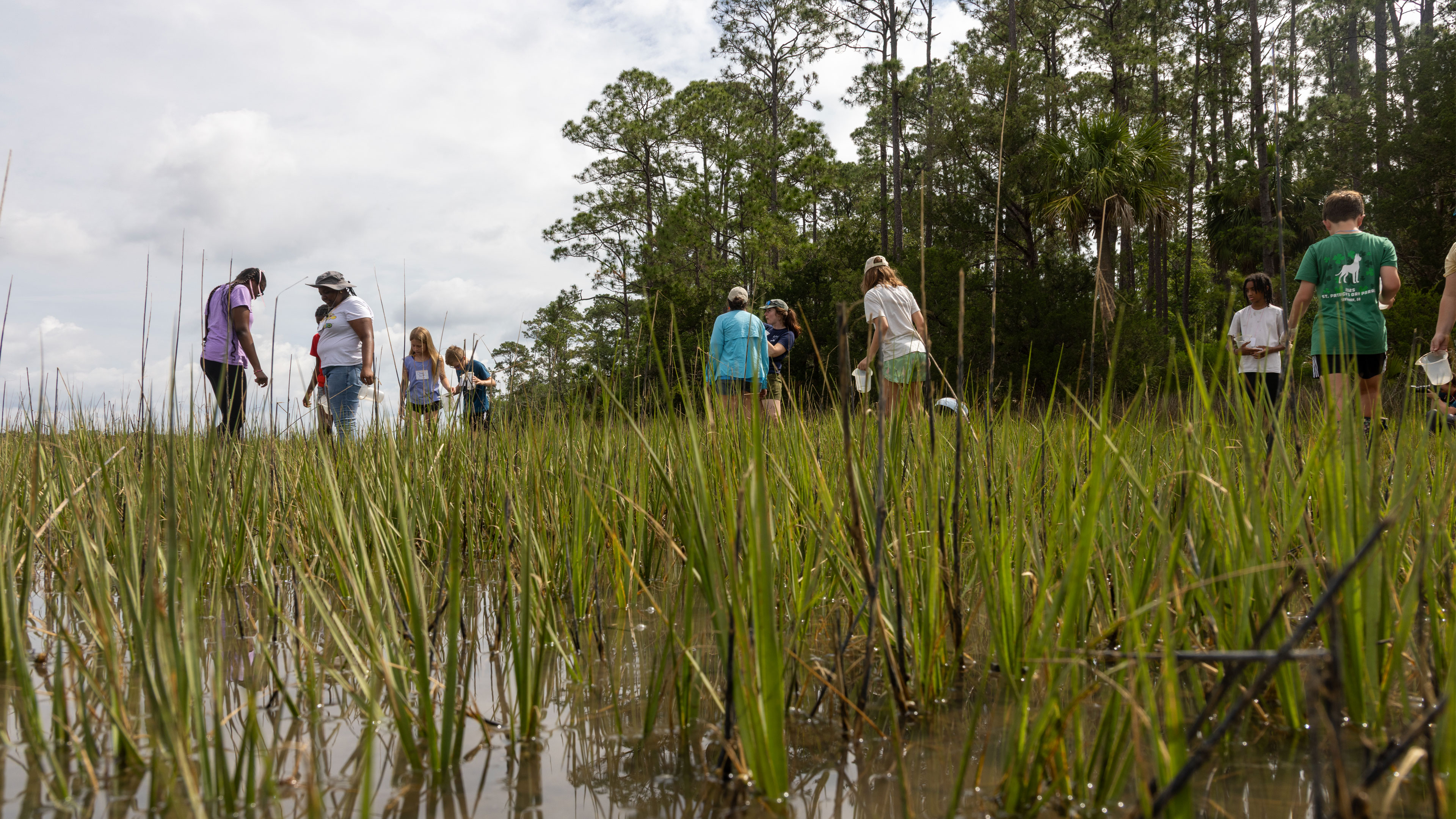 Marine educators and students walking through marsh, viewed from eye-level of the marsh grass